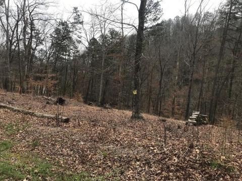 lot26 Sawmill Cv, Rockwood, TN 37854
