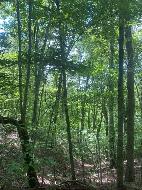 1194 Dogtown Rd, Ten Mile, TN 37880