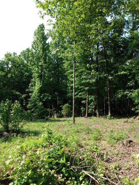 lot418 Oak Tree Rd, Spring City, TN 37381