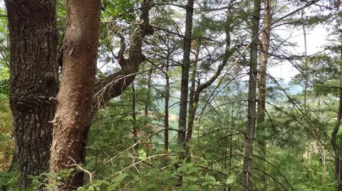 0 Riverview Ln, Tellico Plains, TN 37385