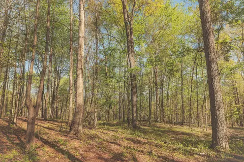0 Howard Huttsell Ln, Spring City, TN 37381