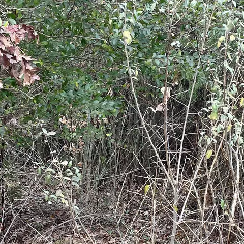 lot6 Saffles Ln, Madisonville, TN 37354