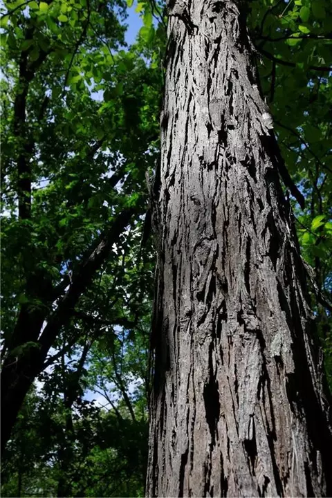 tbd SE 1121 Rd, Deepwater, MO 64740 photo 24