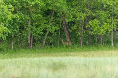 40801 E Route B Rd, Creighton, MO 64739 photo 28