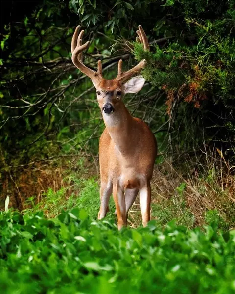 Sw County 13007 Road, Hume, MO 64752