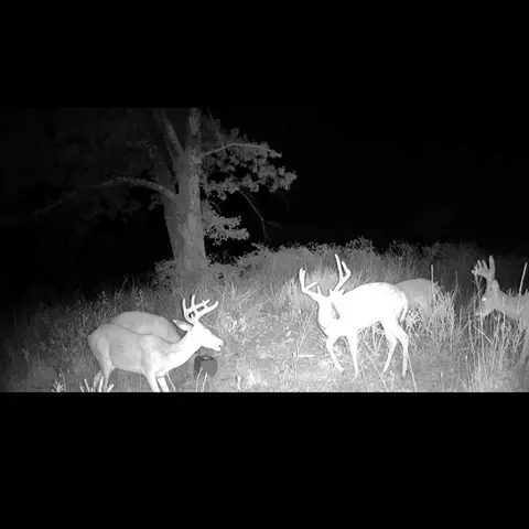 Other - 1210 Waters Rd, Stella, MO 64867 photo 23 of 23