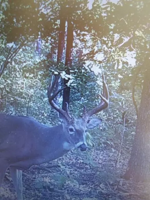 0000 SE 1151 Rd, Collins, MO 64738 photo 37