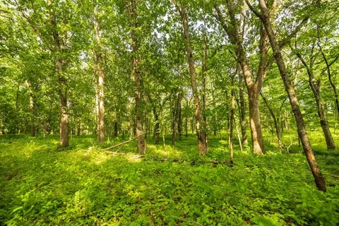 Cr 330 Road, Hale, MO 64643 photo 31