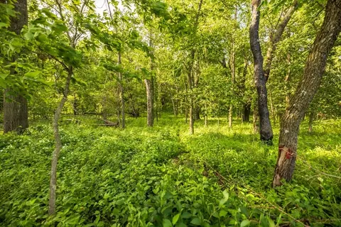 Cr 330 Road, Hale, MO 64643 photo 30