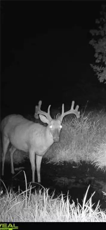 Waldo Road, Amity, MO 64422 photo 45