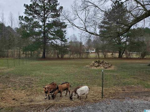 1055 Pope Ave, Steele, AL 35987 photo 20