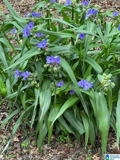 93 Azalea Trl, Oneonta, AL 35121 photo 50