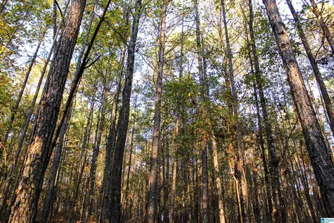 1624 Fleming Rd, Vincent, AL 35178 photo 38