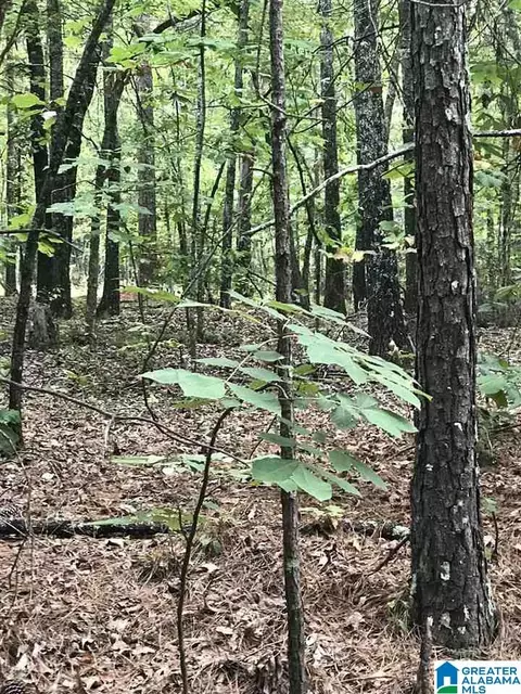 lakeside lane, Alpine, AL 35014