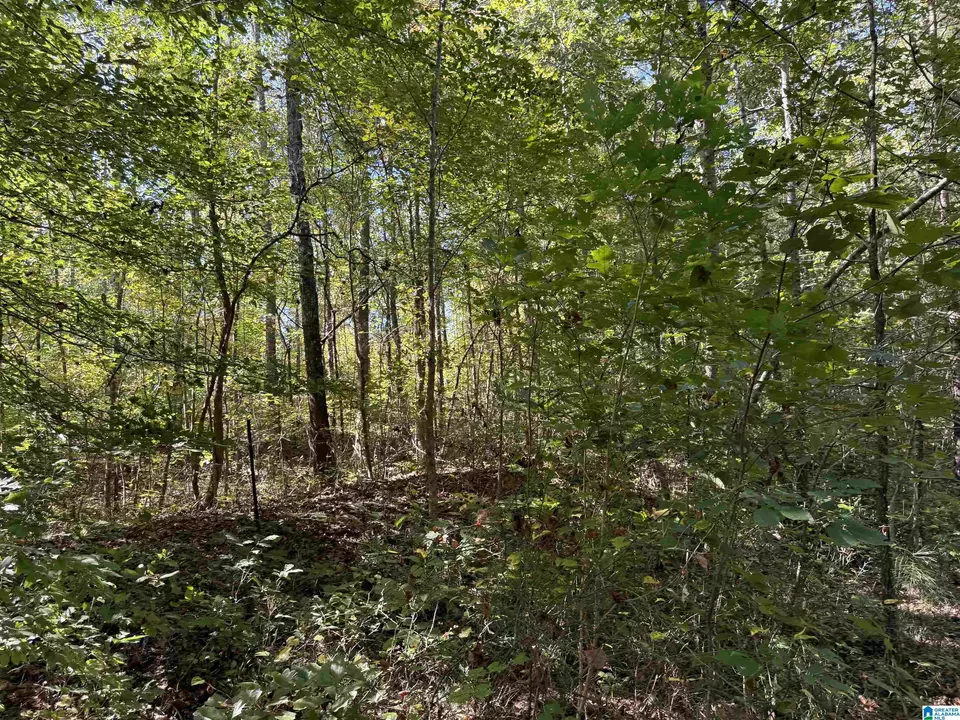  2361 New County Line Rd, Sylacauga, AL 35151 photo 13