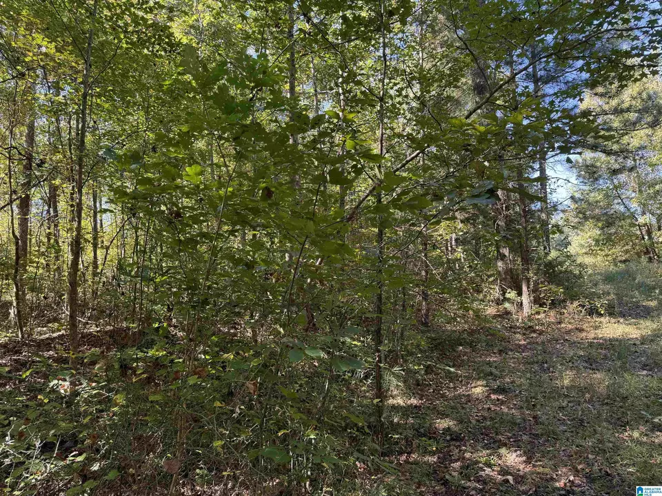  2361 New County Line Rd, Sylacauga, AL 35151 photo 12