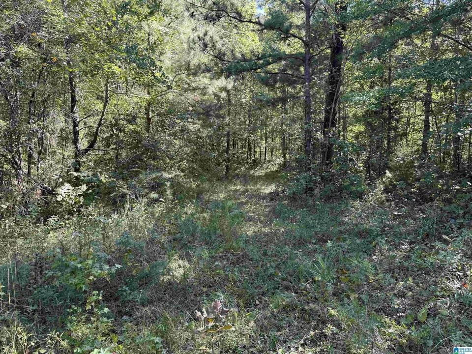  2361 New County Line Rd, Sylacauga, AL 35151 photo 26