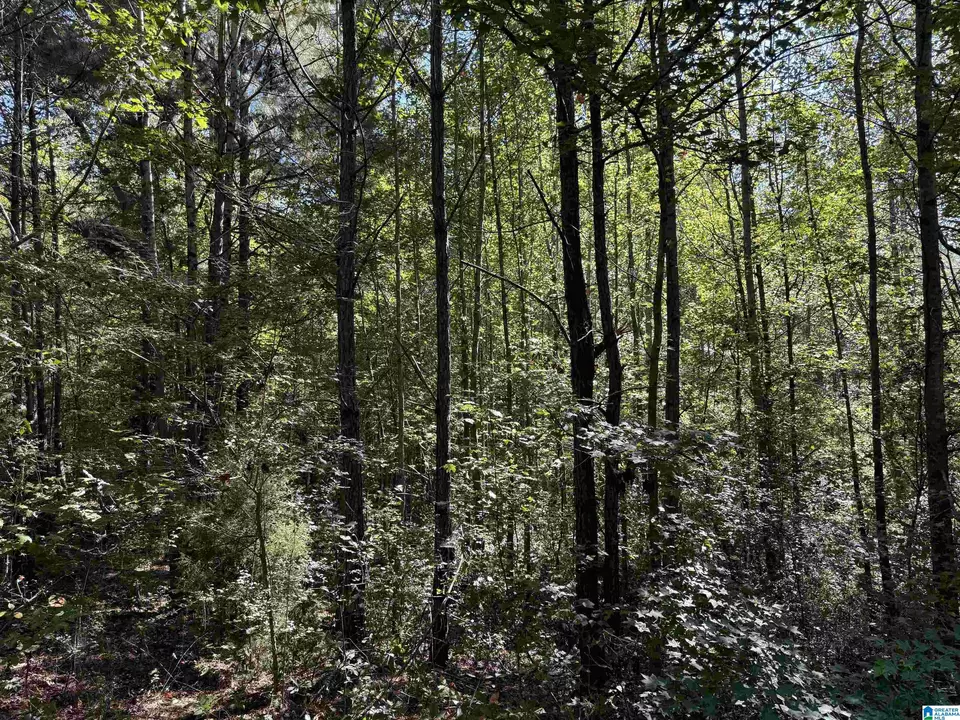  2361 New County Line Rd, Sylacauga, AL 35151 photo 19