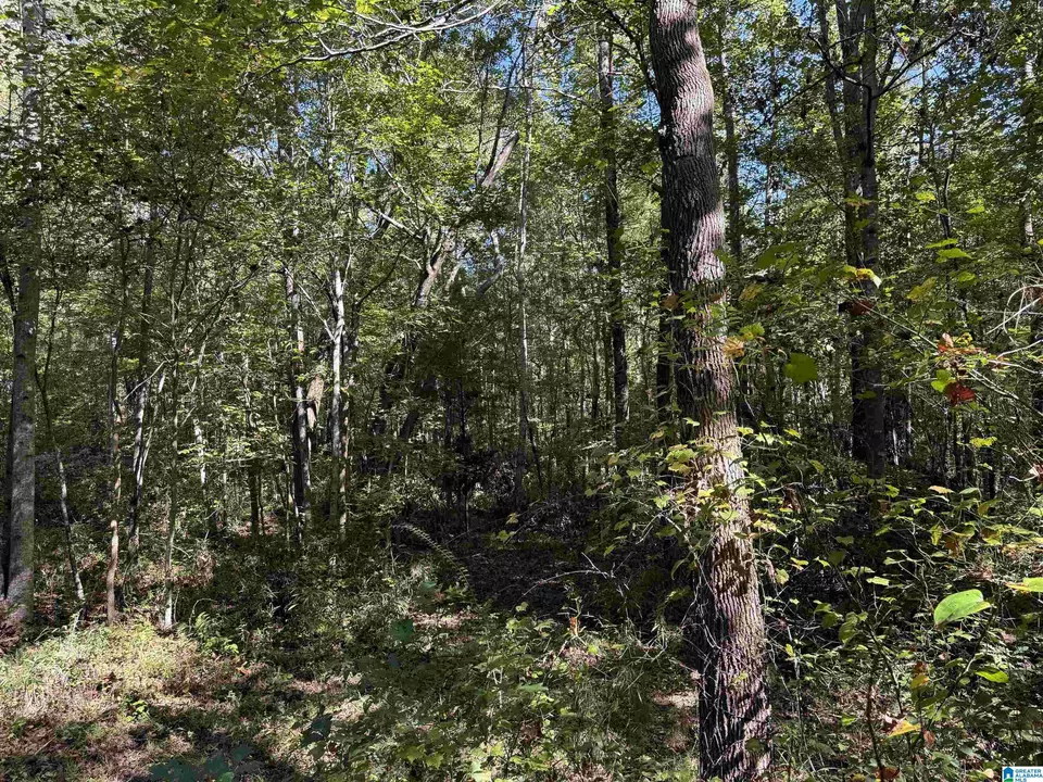  2361 New County Line Rd, Sylacauga, AL 35151 photo 14