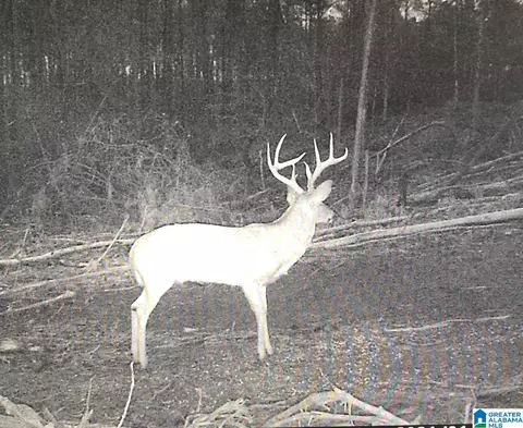 2011 Mccay Dr #LOT 4, Morris, AL 35116