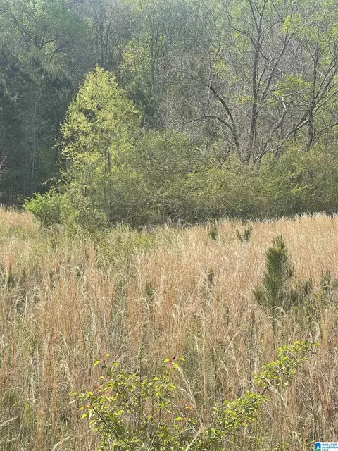 1931 Red Valley Rd, Remlap, AL 35133 photo 16