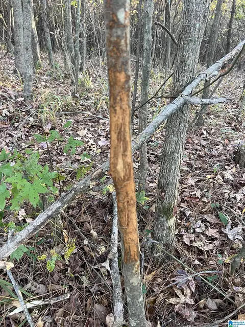 11 Acres Riser Mill Rd #11 ACRES, Alpine, AL 35014 photo 5