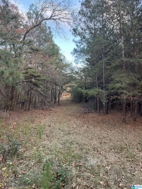 11 Acres Riser Mill Rd #11 ACRES, Alpine, AL 35014 photo 19