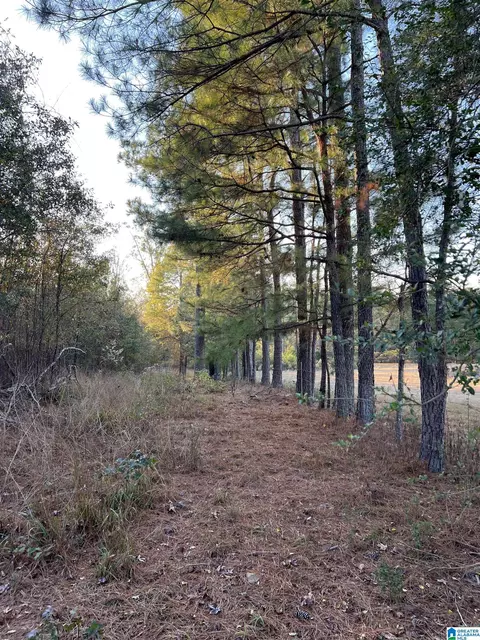 11 Acres Riser Mill Rd #11 ACRES, Alpine, AL 35014 photo 4