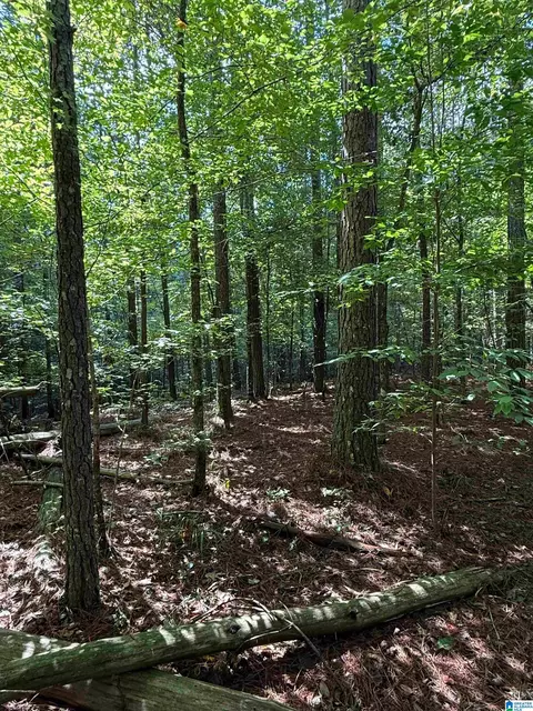 0 County Road 61 #7 & 8, Fruithurst, AL 36262 photo 13