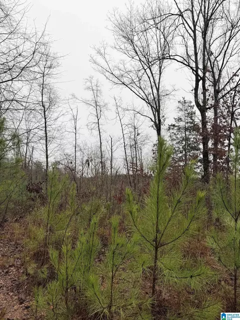 0000 County Road 472 #ACREAGE, Clanton, AL 35045 photo 7