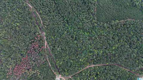 lane branch road, Wedowee, AL 36278