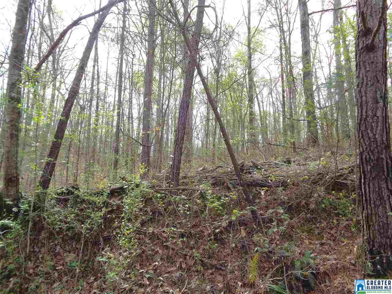435 Williams Rd, Jasper, AL 35503 photo 32