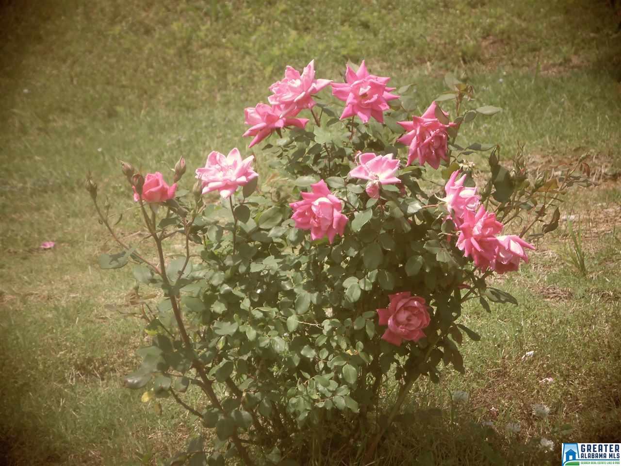416 Miranda Rd, Warrior, AL 35180 photo 6