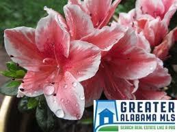 1201 Pinedale Rd, Clanton, AL 35045 photo 4