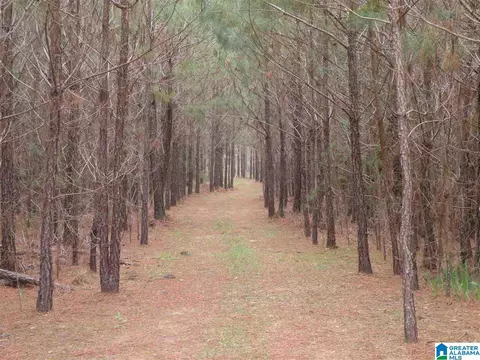 734 Branch Rd, Alpine, AL 35014 photo 28