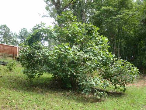 1259 County Road 76, Clanton, AL 35045 photo 29