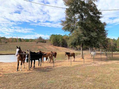 345 County Road 247, Fruithurst, AL 36262 photo 6