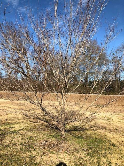 3092 County Road 41, Clanton, AL 35045 photo 18