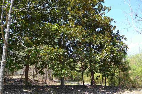 10066 Mize Rd, Remlap, AL 35133 photo 6