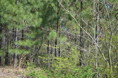 10066 Mize Rd, Remlap, AL 35133 photo 35
