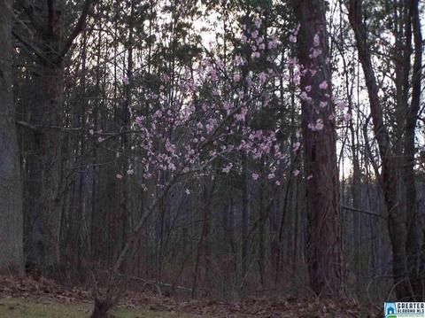 9729 Mize Rd, Remlap, AL 35133 photo 20