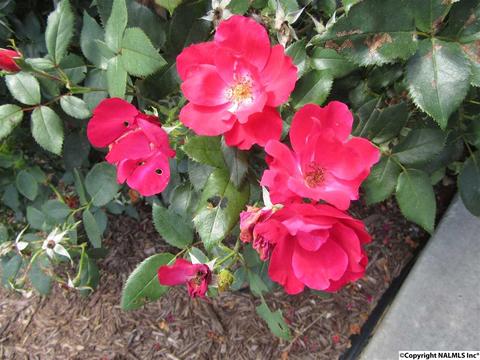 20101 Alabama Highway 24, Trinity, AL 35673 photo 6