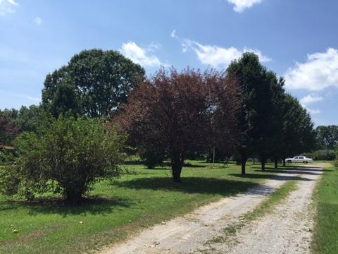 527 County Road 368, Trinity, AL 35673 photo 18