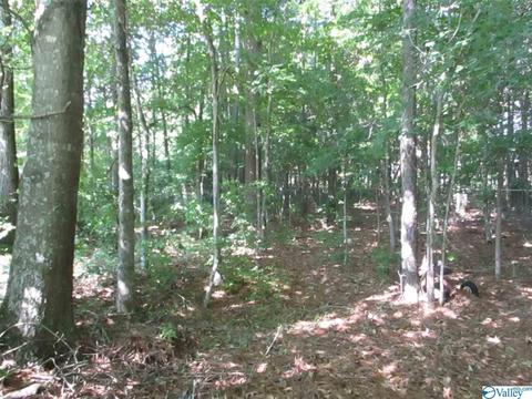 170 County Road 358, Trinity, AL 35673 photo 22