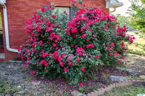 55 Sims St, Trinity, AL 35673 photo 3