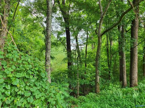 652 County Road 386, Trinity, AL 35673 photo 27