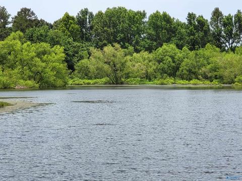 652 County Road 386, Trinity, AL 35673 photo 36