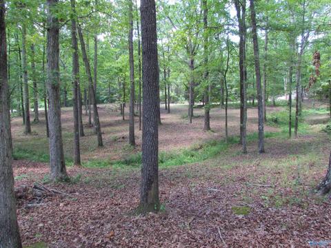 324 County Road 547, Trinity, AL 35673 photo 19
