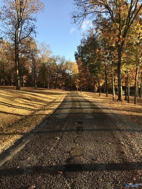 270 County Road 386, Trinity, AL 35673 photo 12