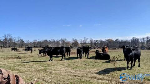 3818 County Road 120, Section, AL 35771 photo 27